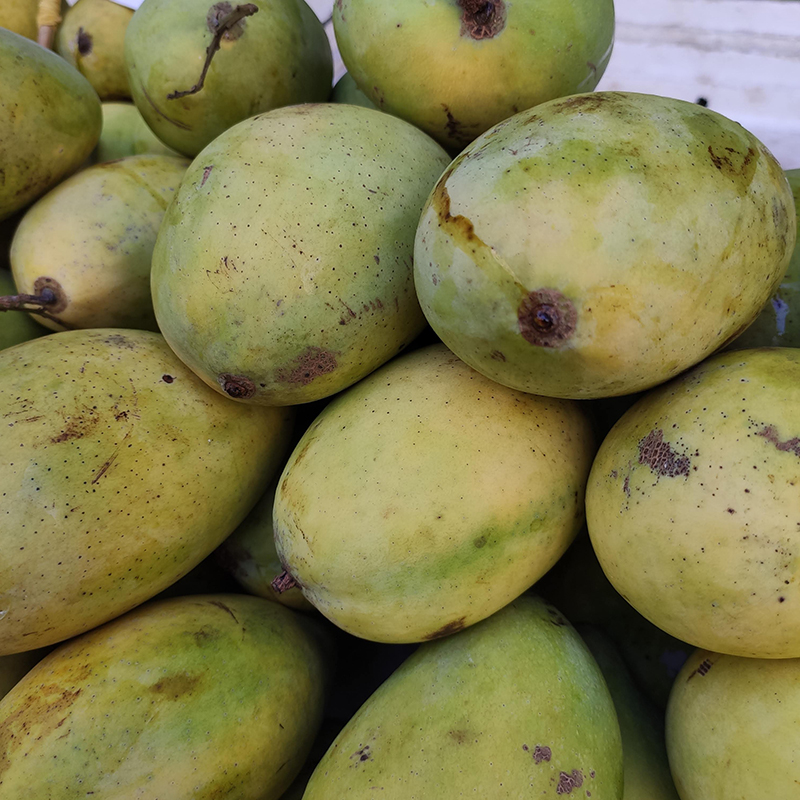 Xoài cát Hoà Lộc loại 2